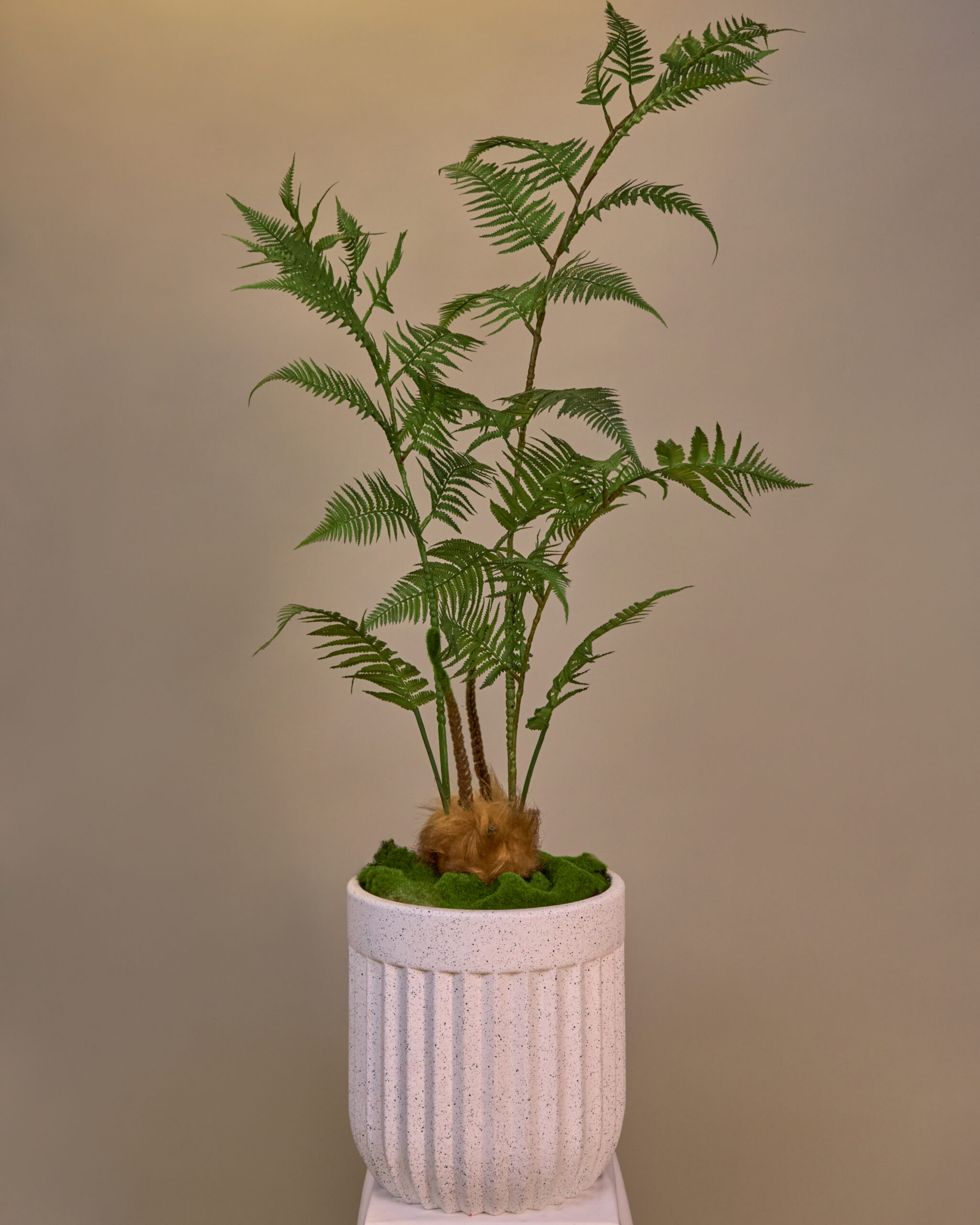 Cây Dương Xỉ Culi